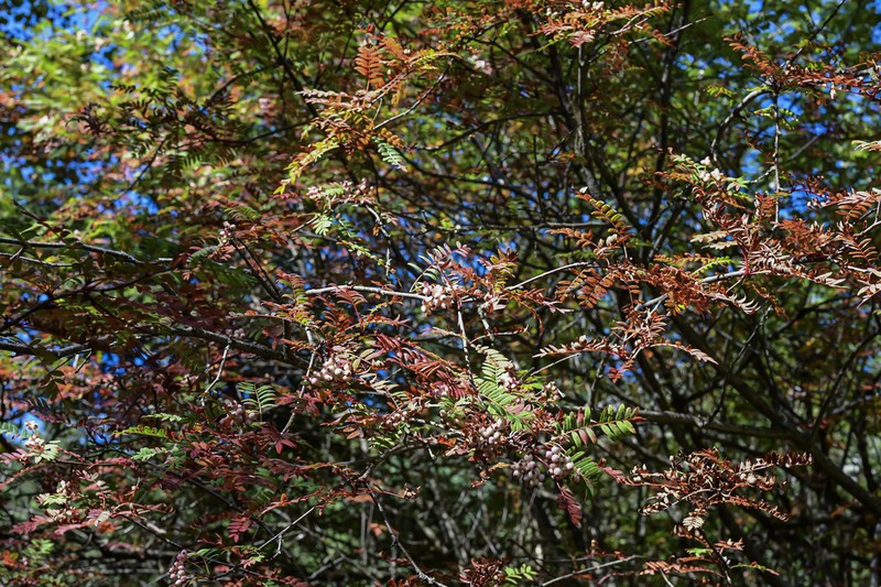 Sorbus setschwanensis