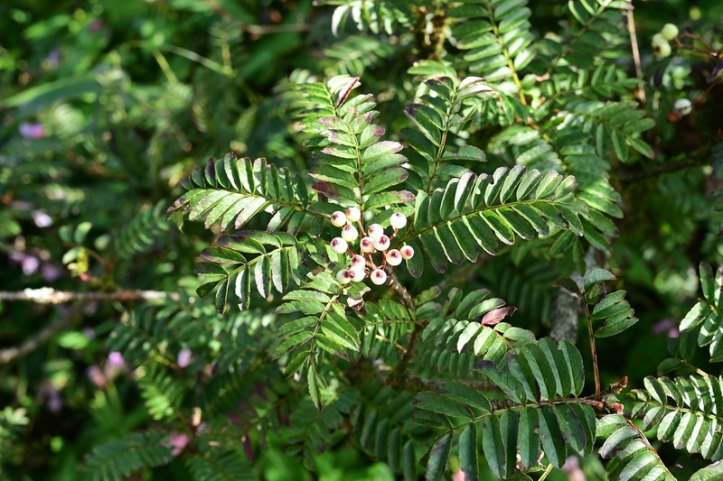 Sorbus setschwanensis photo 2