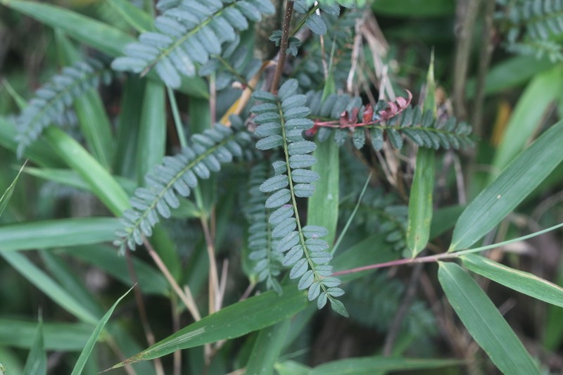 Sorbus setschwanensis photo 3