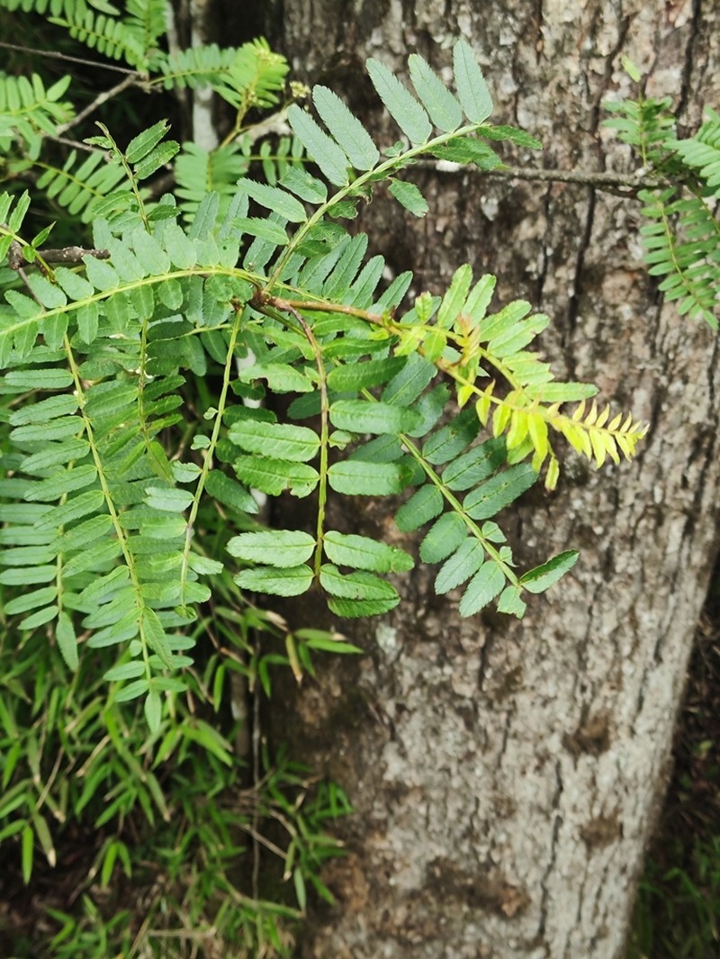 Sorbus setschwanensis photo 4