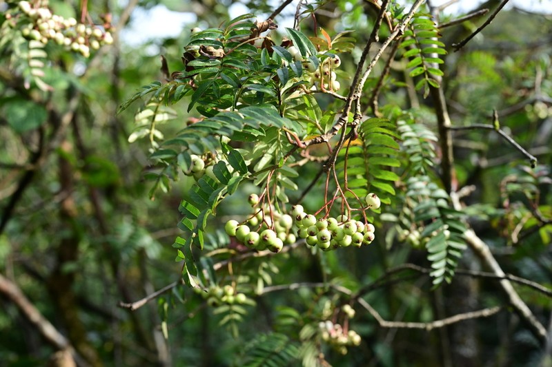 Sorbus setschwanensis photo 5