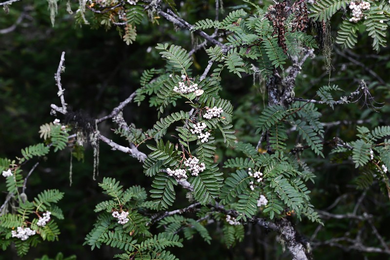 Sorbus setschwanensis photo 6