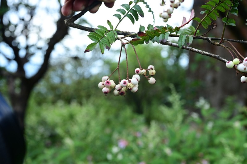 Sorbus setschwanensis photo 7