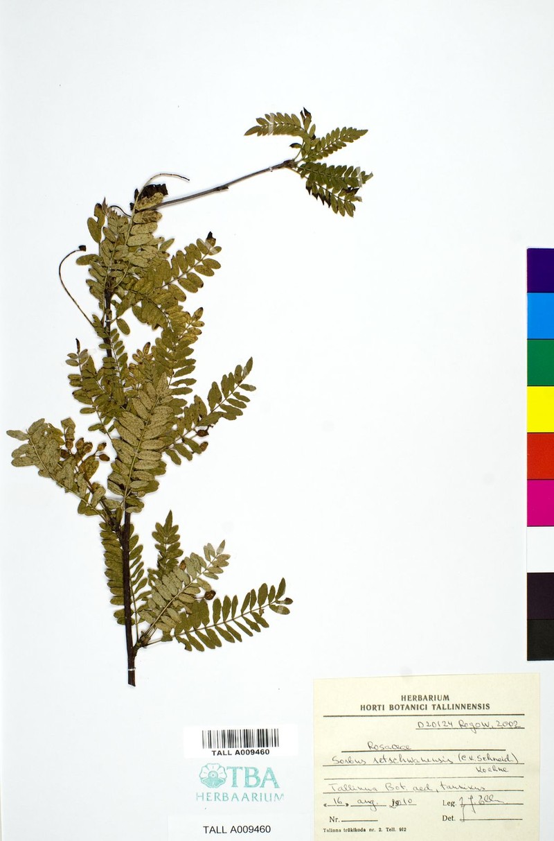 Sorbus setschwanensis photo 8