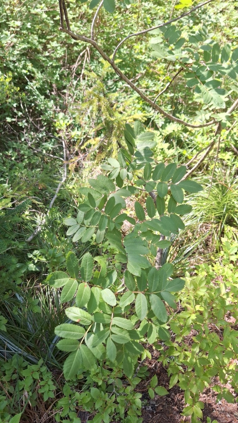 Western Mountain Ash photo 4