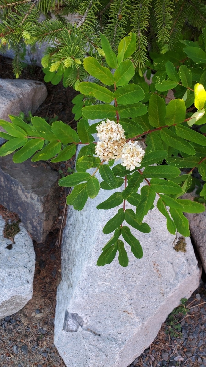 Western Mountain Ash photo 5