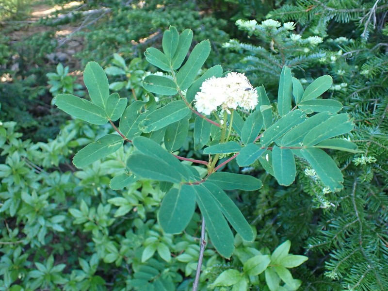 Western Mountain Ash photo 6