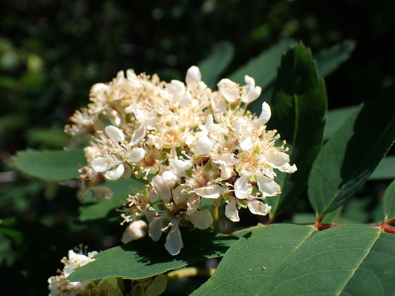 Western Mountain Ash photo 7