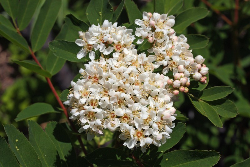 Western Mountain Ash