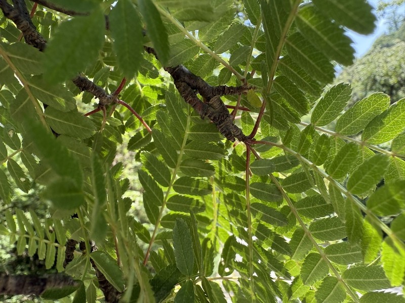 Sorbus splendens