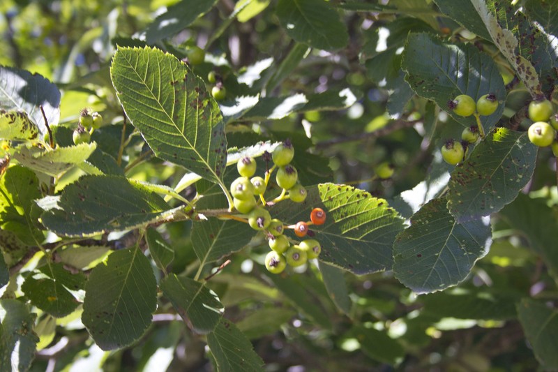 Sorbus subfusca photo 2