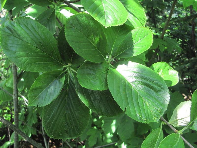 Sorbus subfusca photo 3