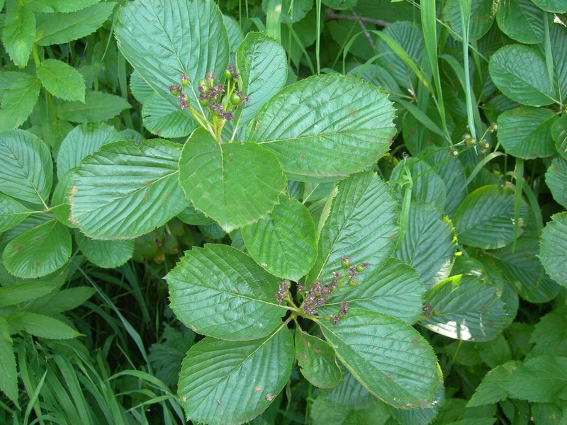Sorbus subfusca photo 4