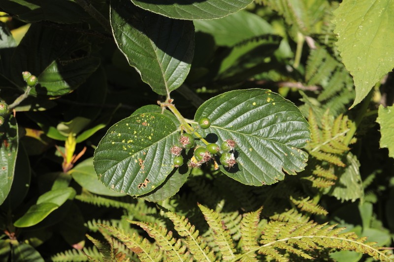 Sorbus subfusca photo 5