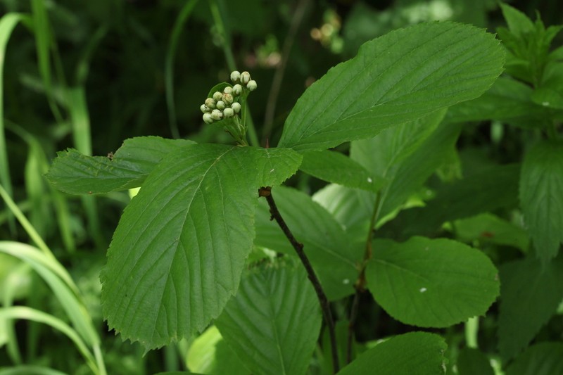 Sorbus subfusca photo 7