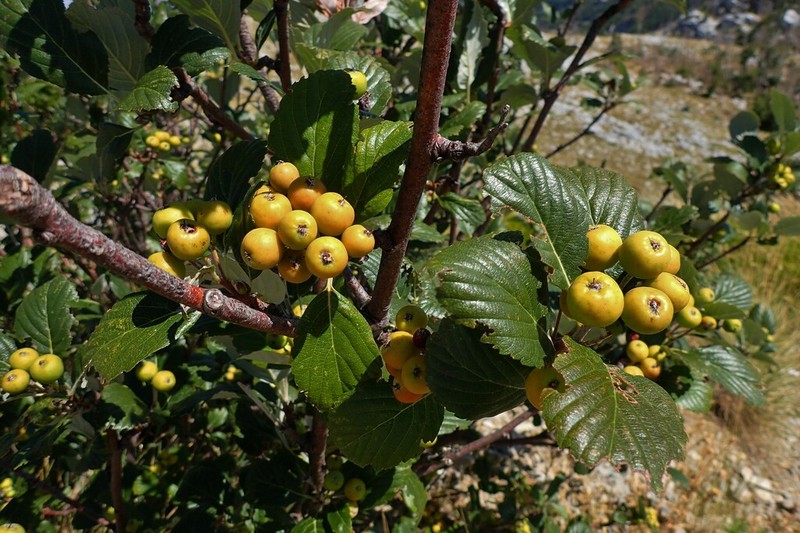Sorbus subfusca photo 8