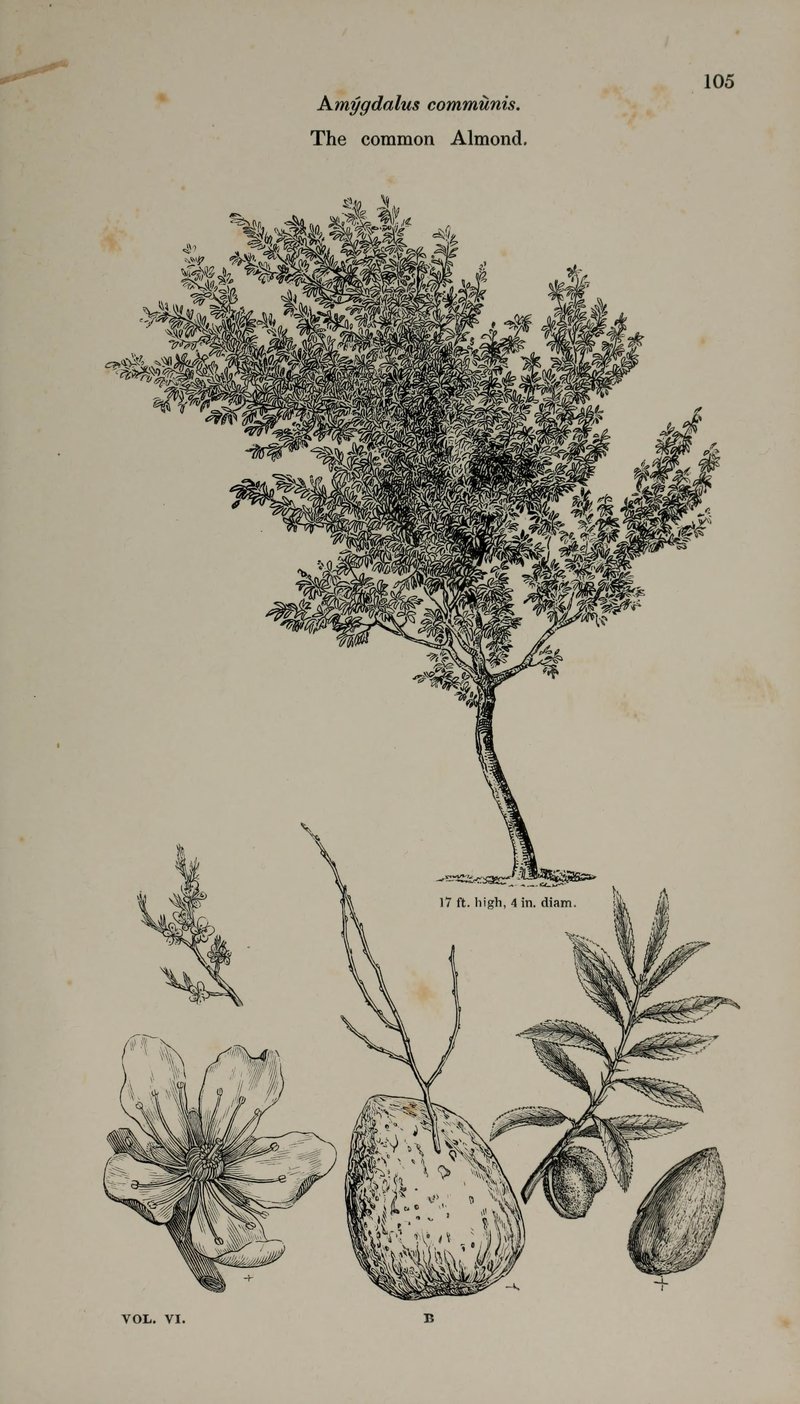 Mountain Ash