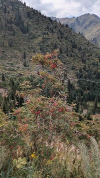 Sorbus tianschanica