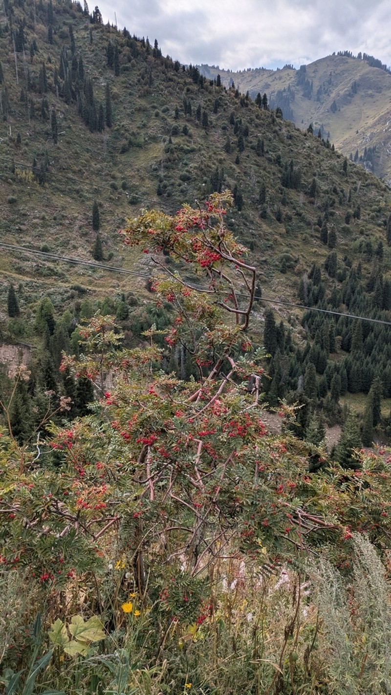 Sorbus tianschanica