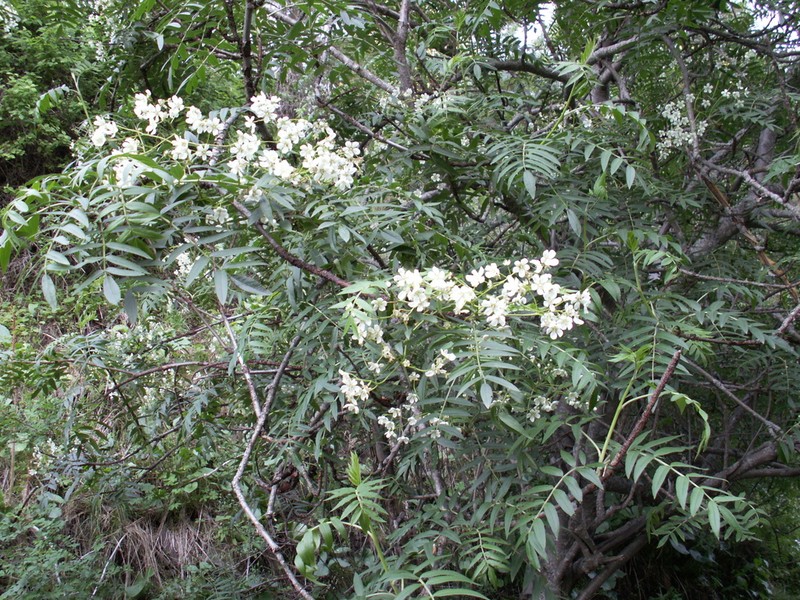Sorbus tianschanica photo 2