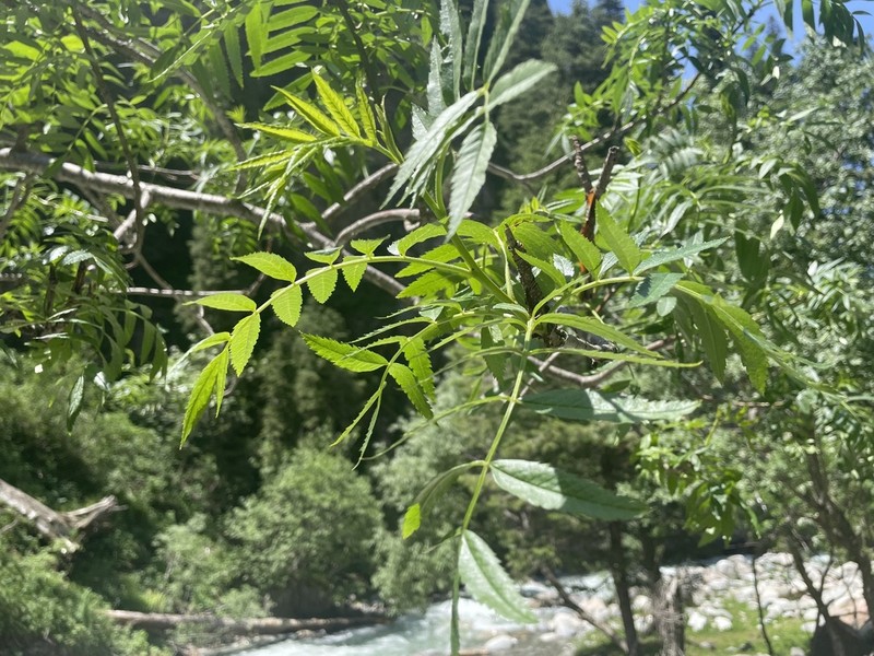Sorbus tianschanica photo 3