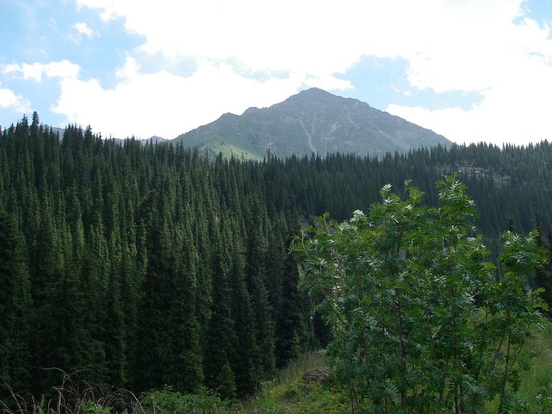 Sorbus tianschanica photo 4