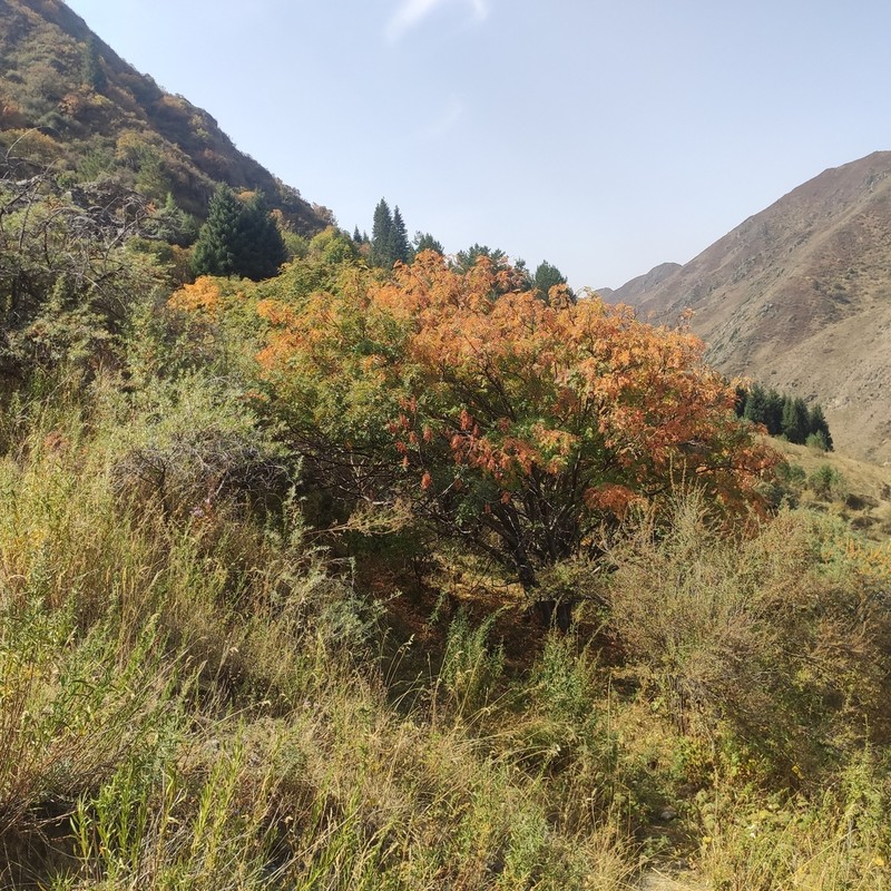 Sorbus tianschanica photo 5