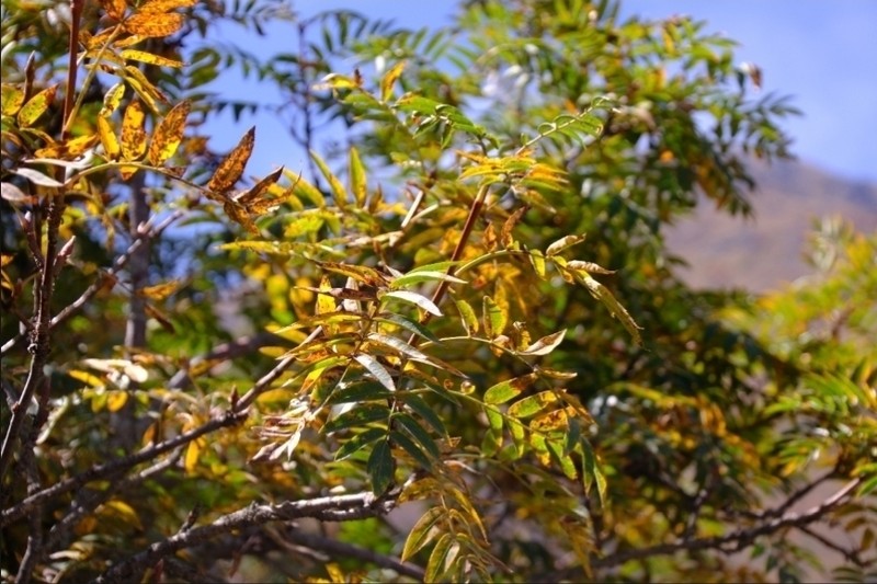Sorbus tianschanica photo 6