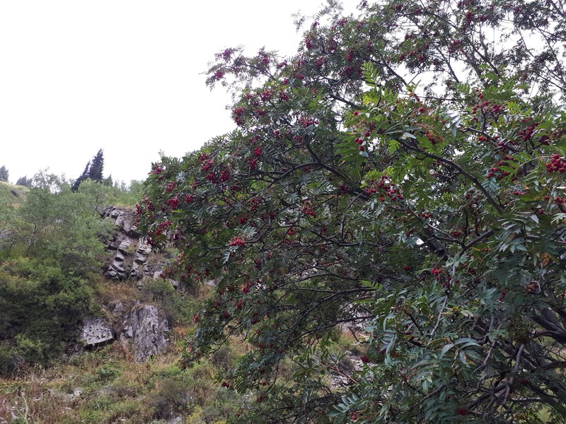 Sorbus tianschanica photo 7