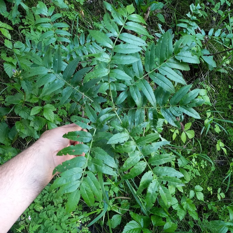Sorbus tianschanica photo 8