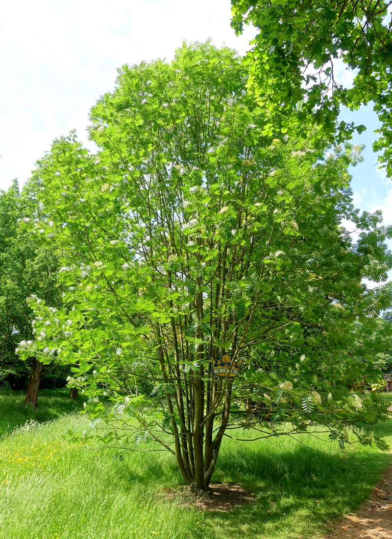 Sorbus ulleungensis