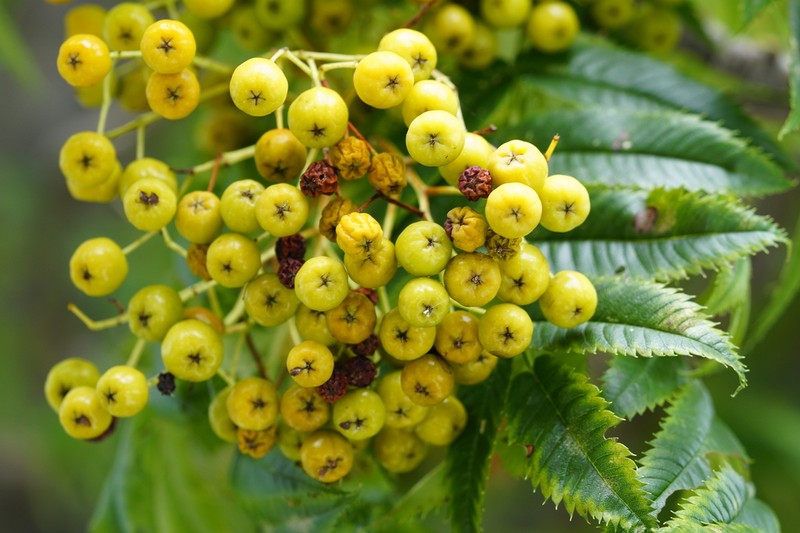 Sorbus ulleungensis photo 2