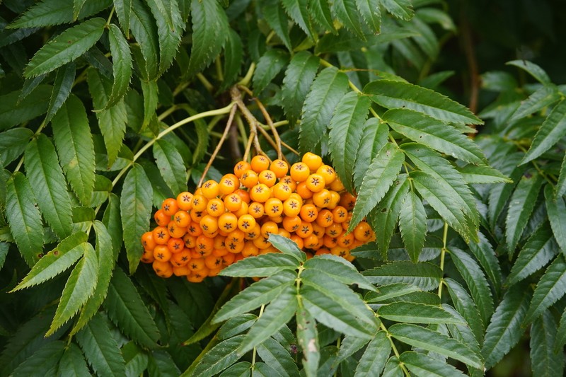 Sorbus ulleungensis photo 3