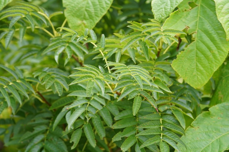 Sorbus ulleungensis photo 4