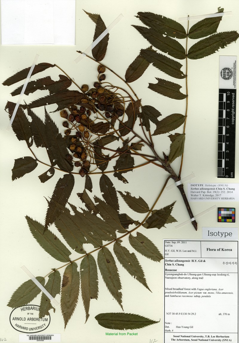 Sorbus ulleungensis photo 5