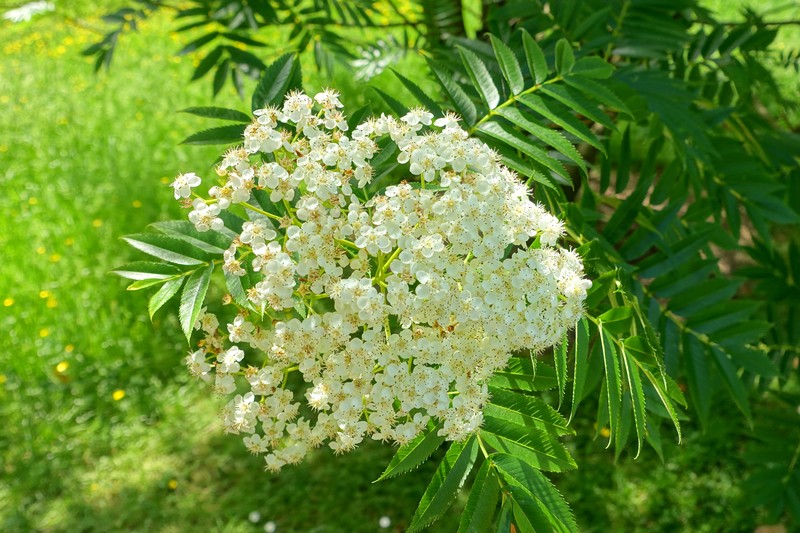 Sorbus ulleungensis photo 6