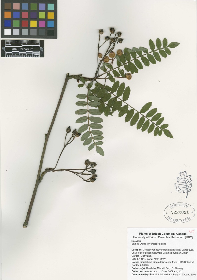 Sorbus ursina