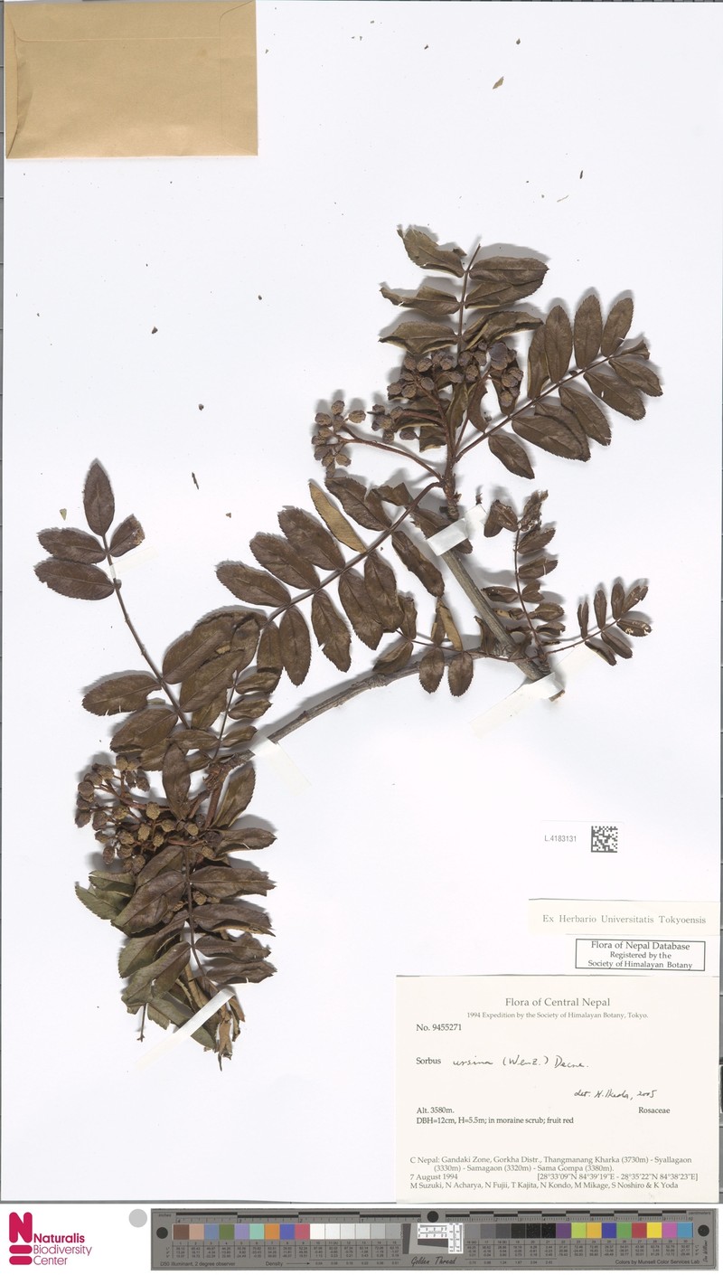 Sorbus ursina photo 2