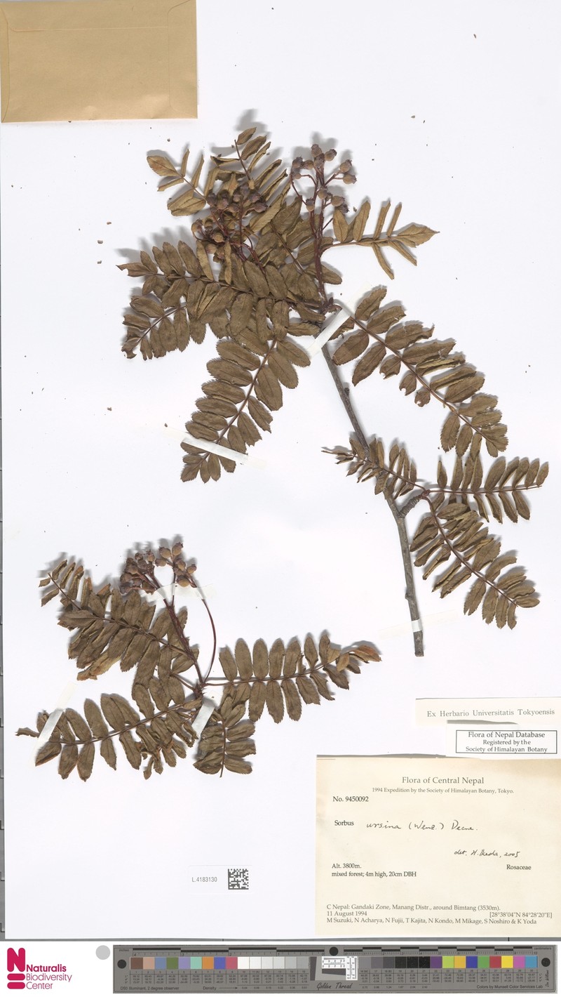 Sorbus ursina photo 3
