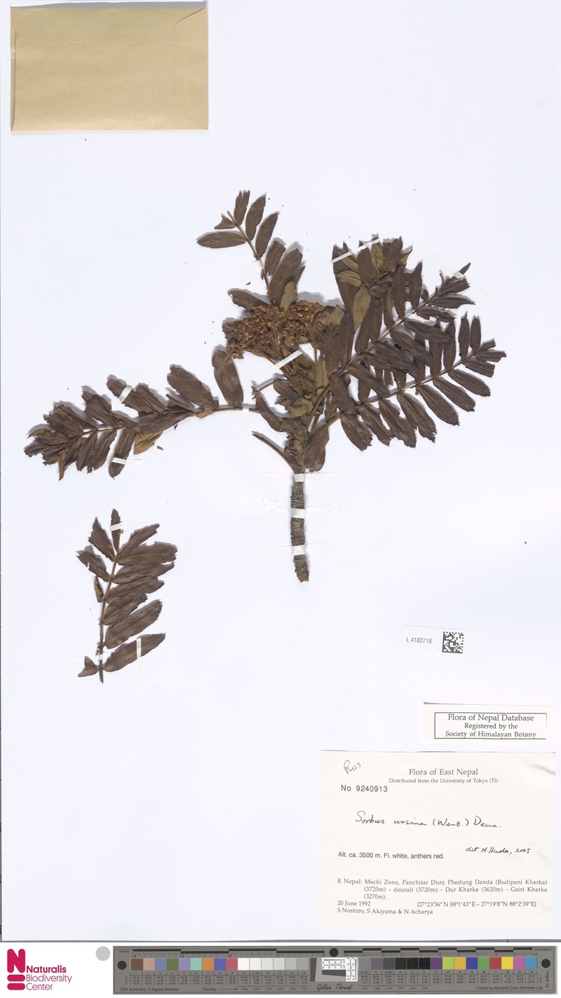 Sorbus ursina photo 4