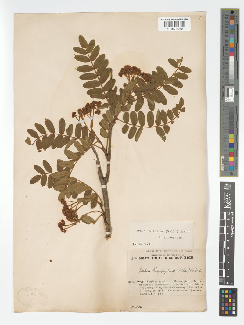 Sorbus ursina photo 5