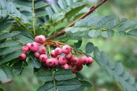 Sorbus vilmorinii