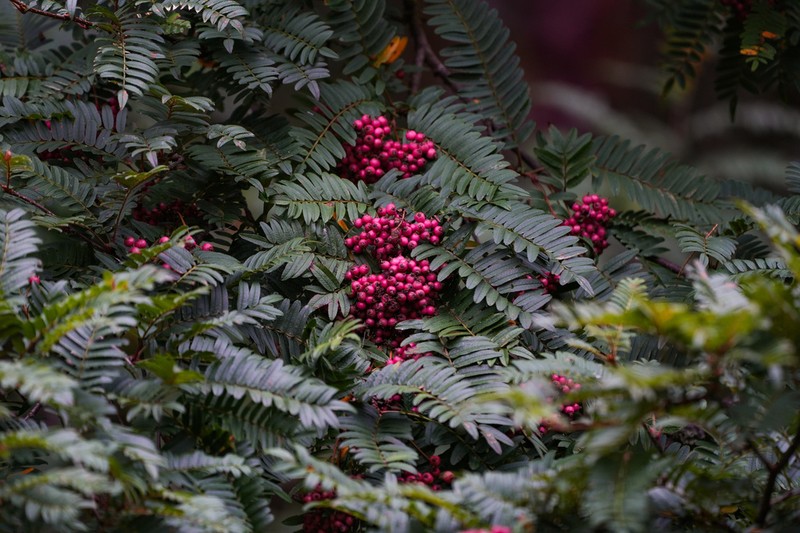 Sorbus vilmorinii photo 2