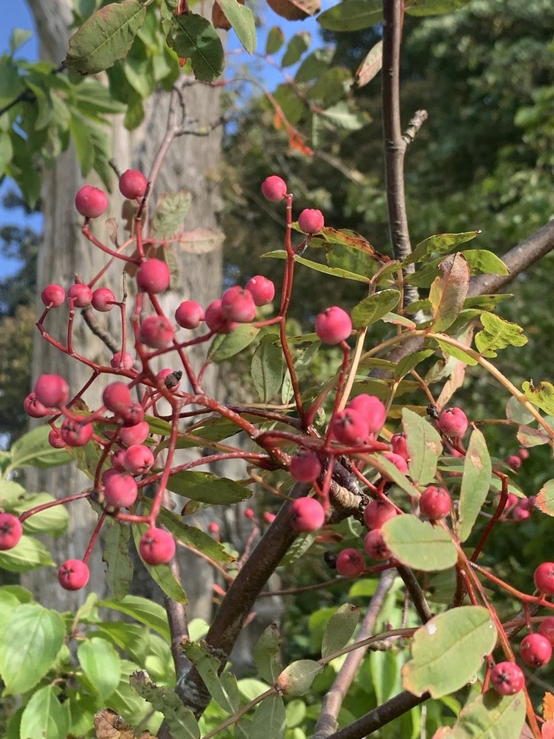 Sorbus vilmorinii photo 3
