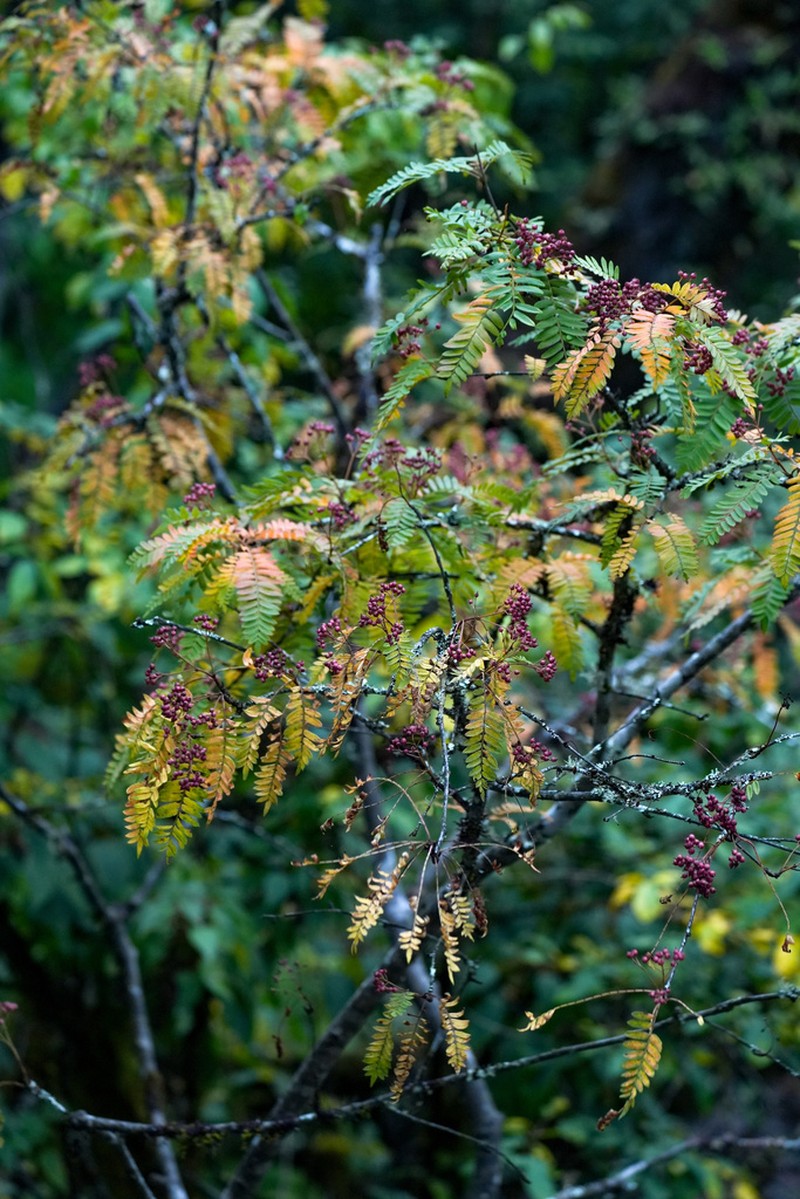 Sorbus vilmorinii photo 4