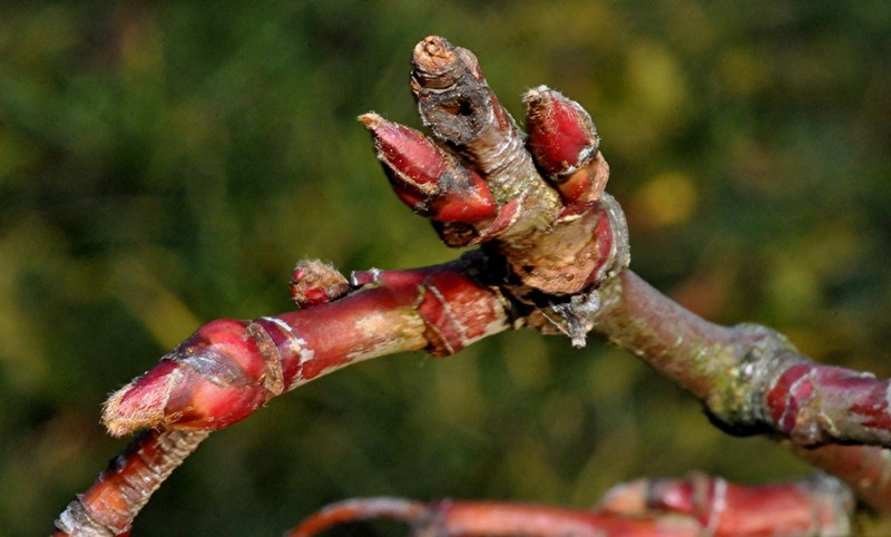 Sorbus vilmorinii photo 5