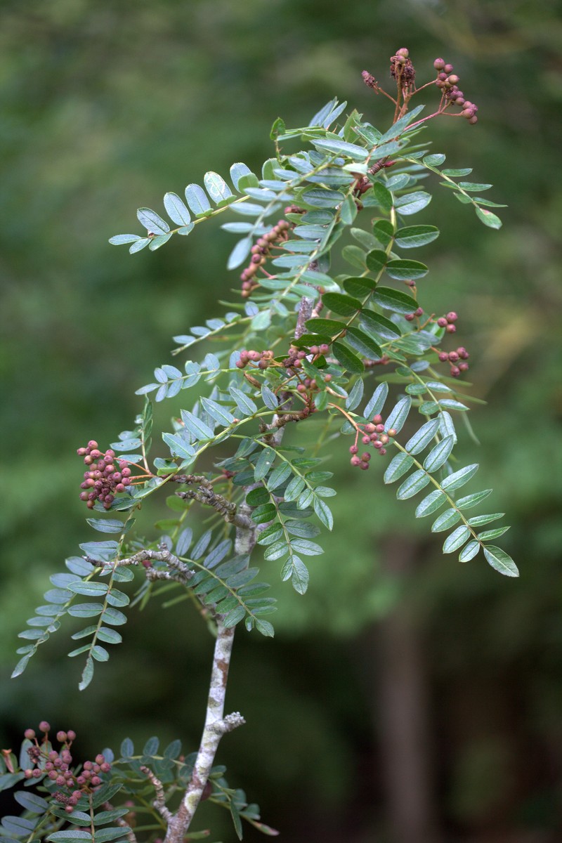Sorbus wallichii