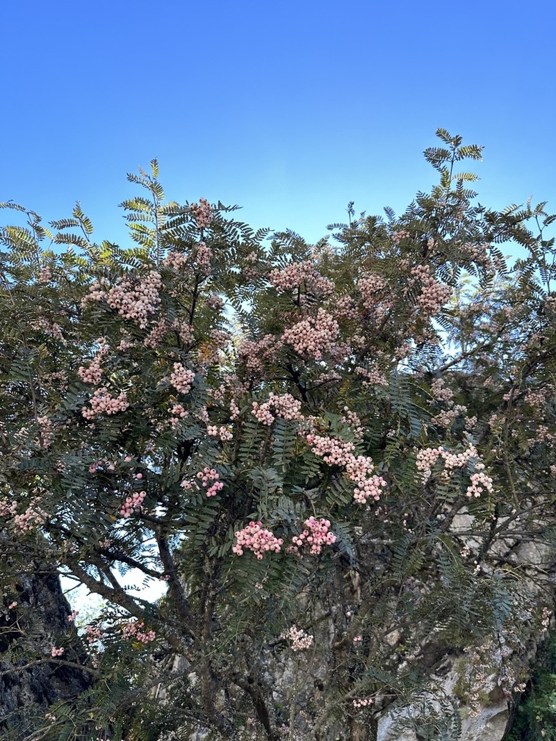 Sorbus wallichii photo 2