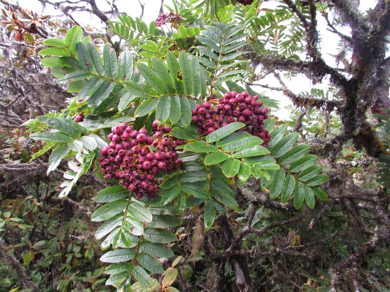 Sorbus wallichii photo 4