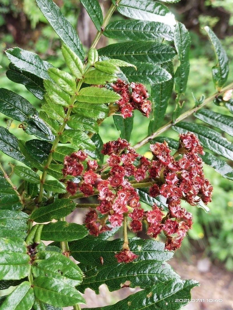 Sorbus wallichii photo 5